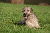 IRISH WOLFHOUND 394